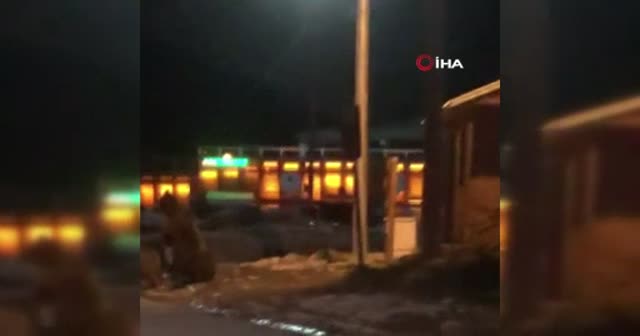 Kış uykusundan uyanan ayıların meraklı vatandaşlarla imtihanı