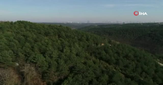 Sultangazi Cebeci köyünde ormanlık alanda yangın