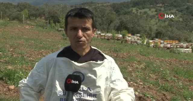Arı zehri baldan tatlı: Gram fiyatı 400 TL