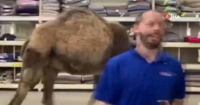 Devesi ile petshopa giren adam sosyal medyada olay oldu