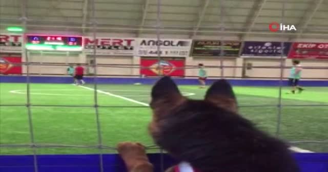Futbol düşkünü köpek görenleri hayretler içinde bırakıyor