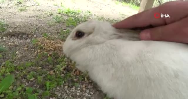 Kedi ile tavşanın dostluğu görenleri şaşırtıyor