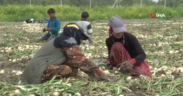 Öğretmen olmak isteyen Sıdıka, soğan tarlasında çalışıyor