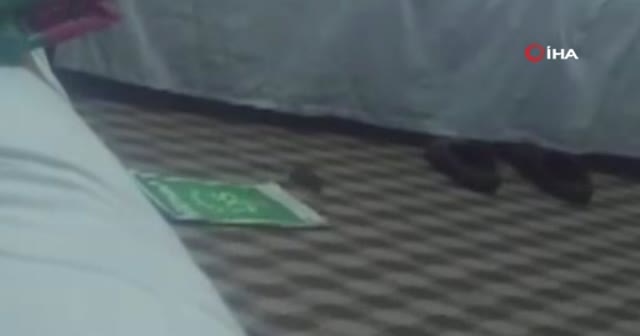 Oyun oynamak isteyen farenin hazin sonu kameralara yansıdı
