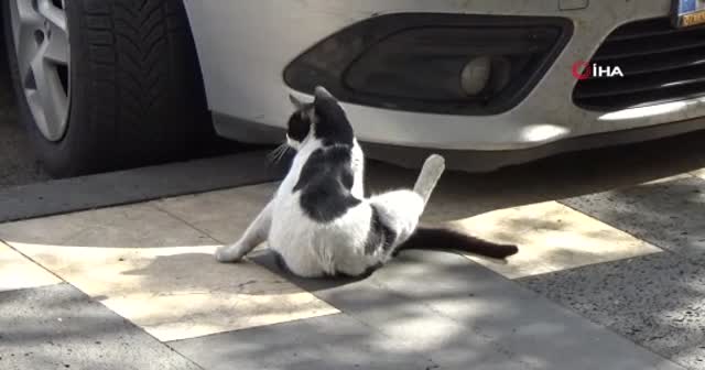 Patisiyle kapıyı açan kedi fenomen oldu