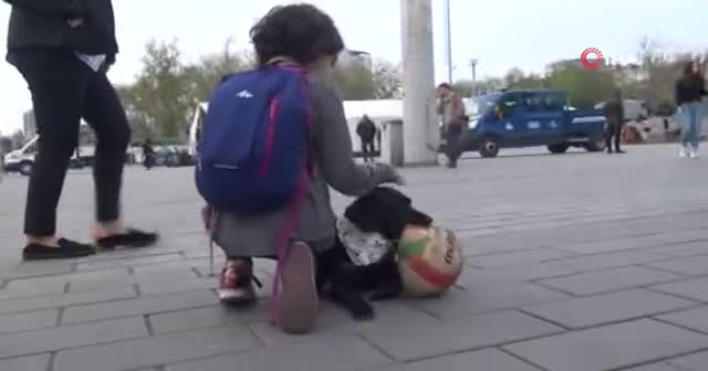 Taksim'de hünerlerini sergileyen köpek vatandaşların ilgi odağı oldu