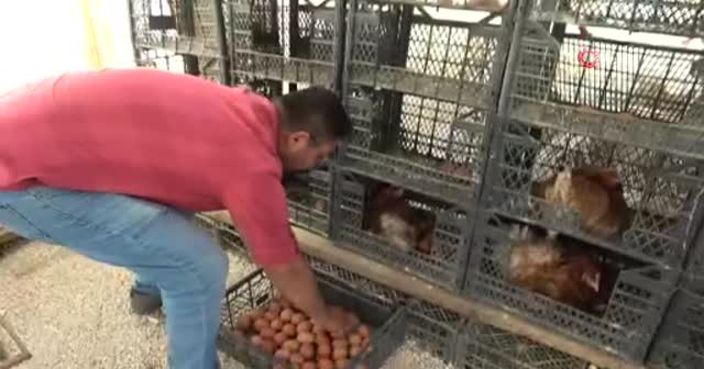 Tavuklar Müslüm Baba ile kavgayı bıraktı, yumurtlamaya başladı