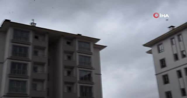 TOKİ inşaatını durduran kırlangıçlar yine yuva yaptı