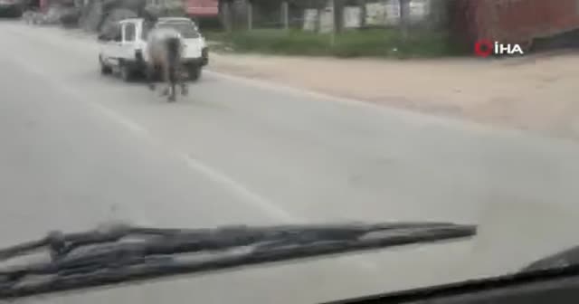 Vicdansız sürücü atını aracının arkasına bağlayıp ana yolda koşturdu
