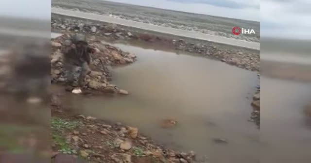 Yılanı kurtaran çobanların cesaretleri korkuttu, yorumları güldürdü