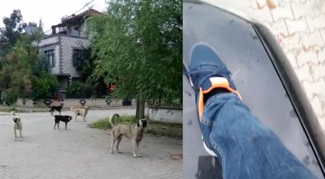 Köpekleri görüntülemek isterken saldırıya uğradı