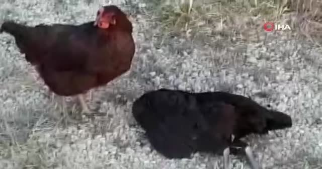 Ölen tavuğun başında başka bir tavuk nöbet tuttu