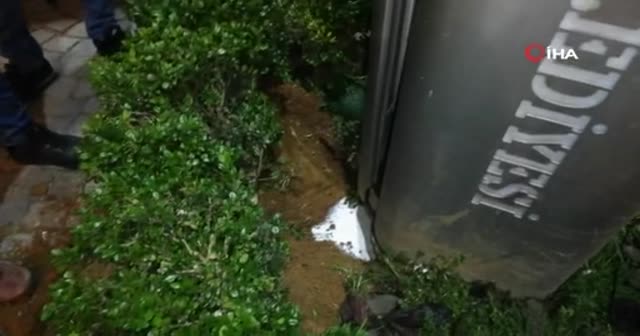 Rize'de yavru kedi operasyonu
