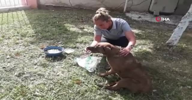 Sokak köpeğini bıçaklayarak ölüme terk ettiler