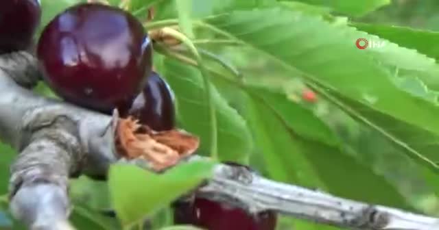 Dev çekirge bu kez Gaziantep'te görüntülendi