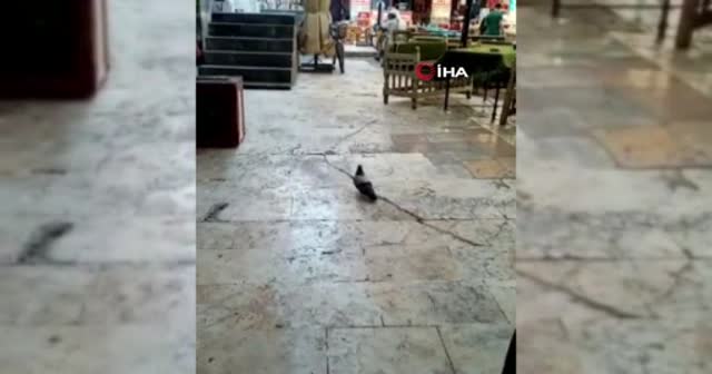 Güvercini çekeyim derken ilginç bir ana tanıklık etti