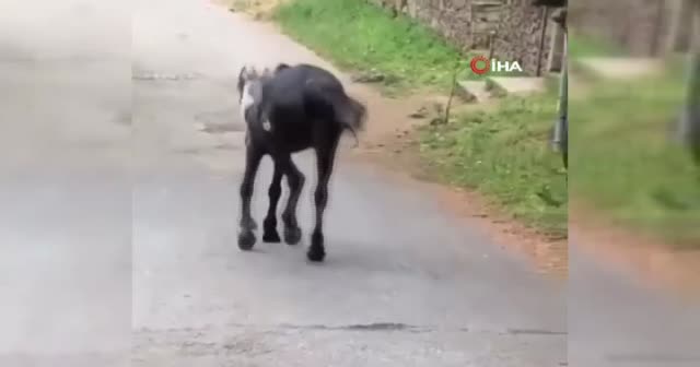 Heybeliada’da atın içler acısı hali yürekleri sızlattı