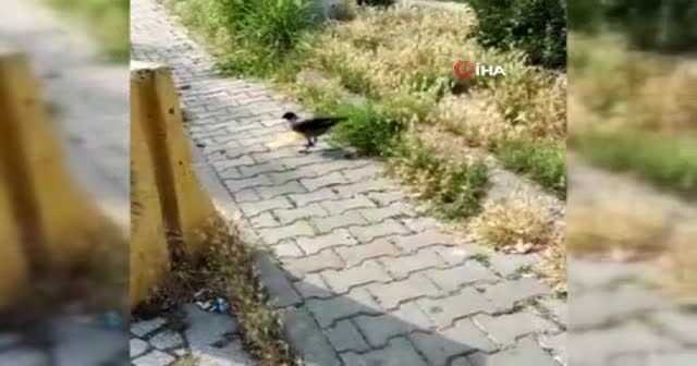 Karganın çorba içme çabası kamerada
