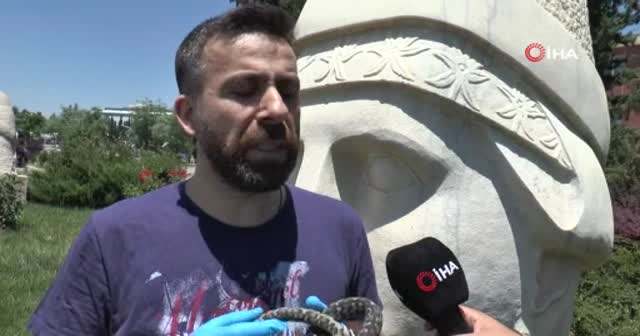 Nesli tehlikede olan yılan Nemrut Dağı’nda görüldü