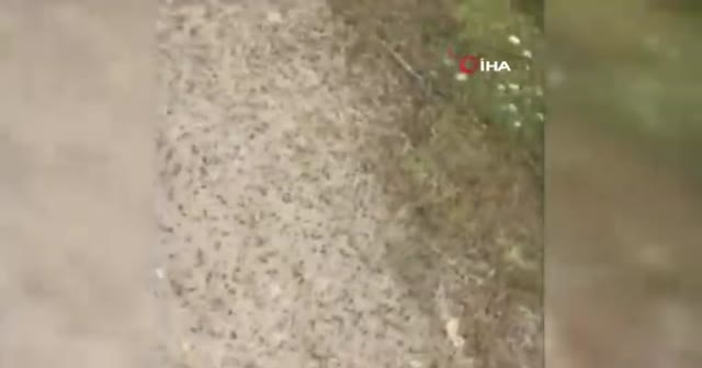 Sardinya Adası'nda çekirge istilası