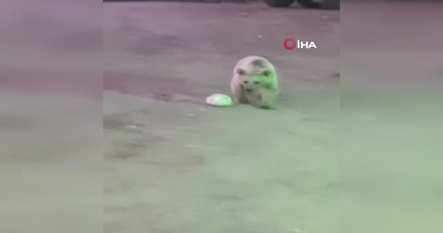 Sarıkamış’ta Ayı İle Top Oynayan Bekçi