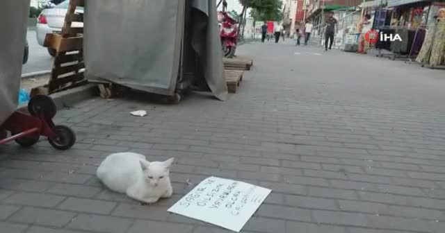 Bu dilenci başka dilenci...