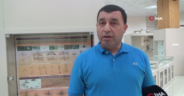 Çekirgeler çiftçilerin korkulu rüyası oldu