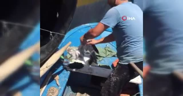 İpe dolanan martıyı balıkçılar böyle kurtardı