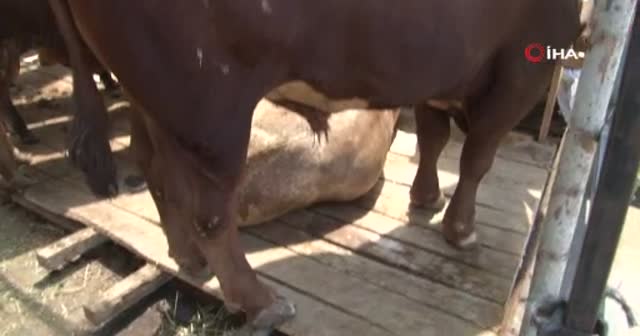 Kağıthane’de bir ton 200 kilogramlık 'Koca Oğlan' 22 bin liraya satıldı