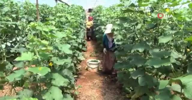Kilogramı 50 kuruşa indi yinede satılamıyor.... Kalan salatalıklar araziye döküyor