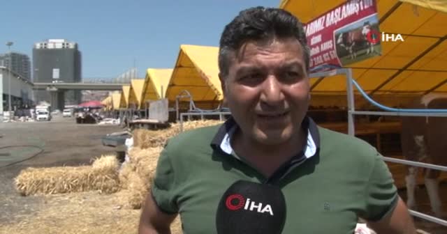 Besicilerden kurbanlık alacaklara uyarı: Bunlara dikkat edin!