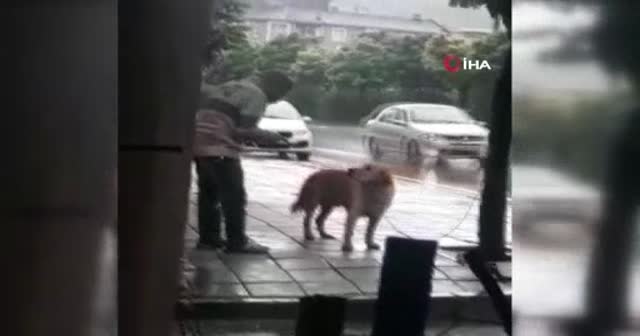 Dehşete düşüren görüntüler... Sağanak yağmurda köpeği yumrukladı