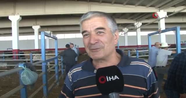 Kurban pazarının gözdesi 'Paşa'