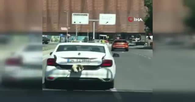 Kurbanlık koyunu otomobil bagajında böyle taşıdı