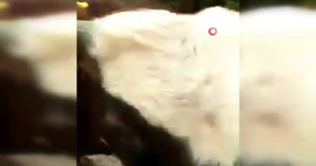 Tosunu eğittiği için fenomen oldu, gazetecilerden para istedi