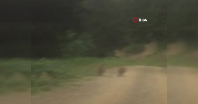 Yayla dönüşü önlerine çıkan ayı ailesini görünce şaşkınlık yaşadılar