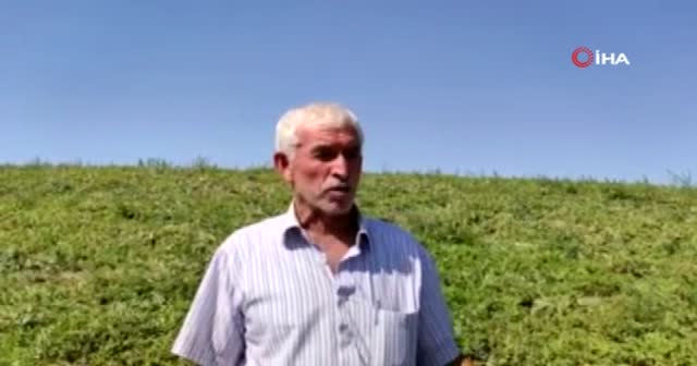 Bu karpuz tam 6 ay bozulmuyor!