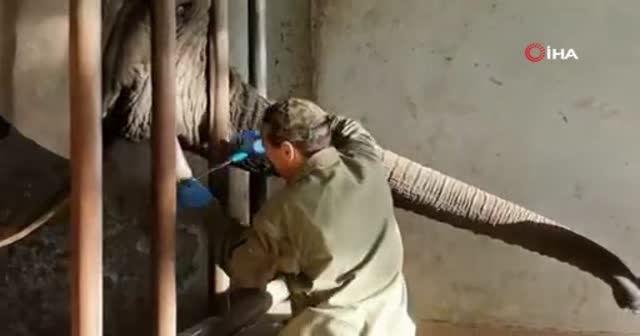 Veteriner testereyle filin dişini keserken o bir kova elma yedi