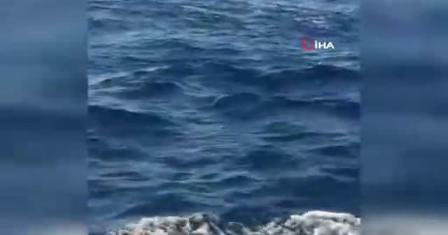Çeşme açıklarında görülen balina ve yavrusu şaşırttı