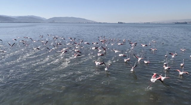 Flamingolar İzmit Körfezi’ne akın etti