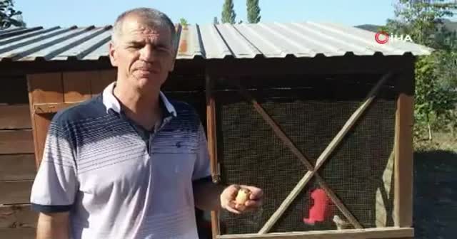 Görenler şaştı kaldı! Yumurtadan yumurta çıktı