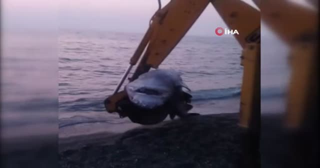 İzmir’de 3 metre uzunluğunda köpek balığı karaya vurdu