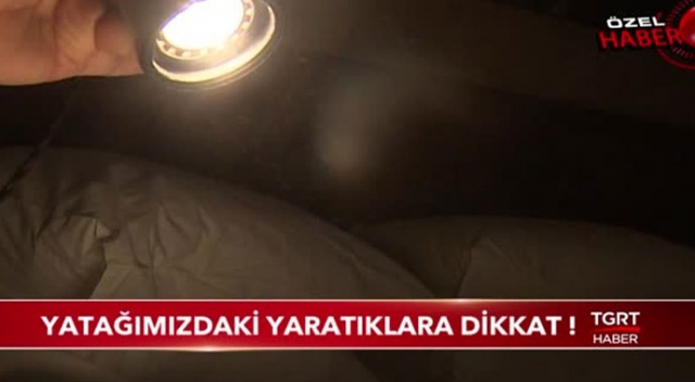 Yatağımızdaki yaratıklara dikkat!