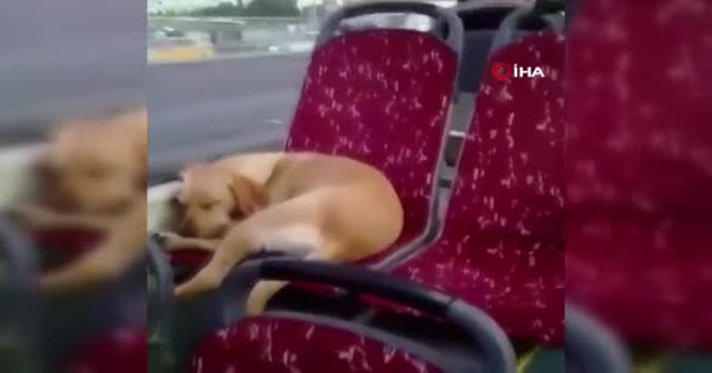 İstanbul’da otobüs şoföründen insanlık örneği