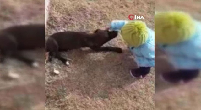 Minik hayvanseverin, sevimli köpeklerle eğlenceli anları