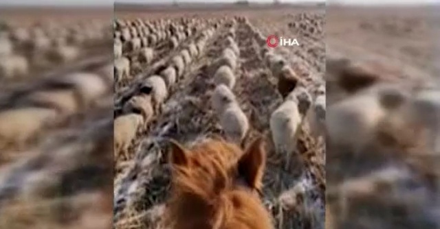 Çinli çobandan şaşırtan eğitim! Sürünün bu görüntülerini görenler şaşıp kalıyor