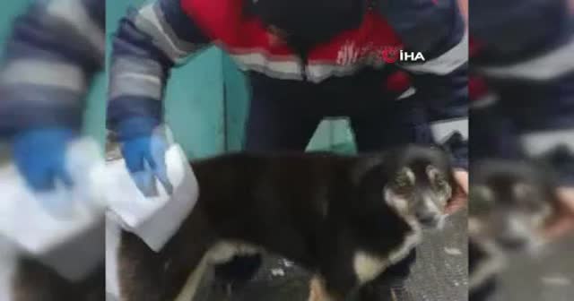 Temizlik işçisi yağmurdan ıslanan köpeği kuruladı, içleri ısıttı