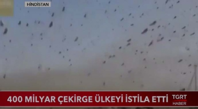 400 Milyar çekirge ülkeyi istila etti