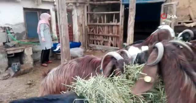 Borç para ile başladığı keçi üretimini bir yılda dörde katladı