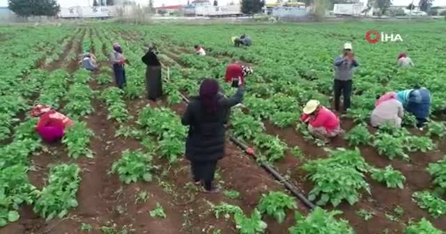 Drone gören tarım işçileri şaşkına döndü
